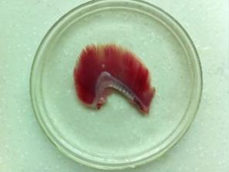 《游刃有“鱼”》——新乡市第十中学生物组科学教育优秀课例展评（六）